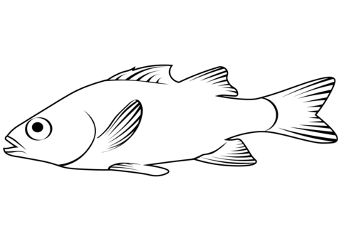 Yellow Perch (Perca Flavescens) Coloring Page